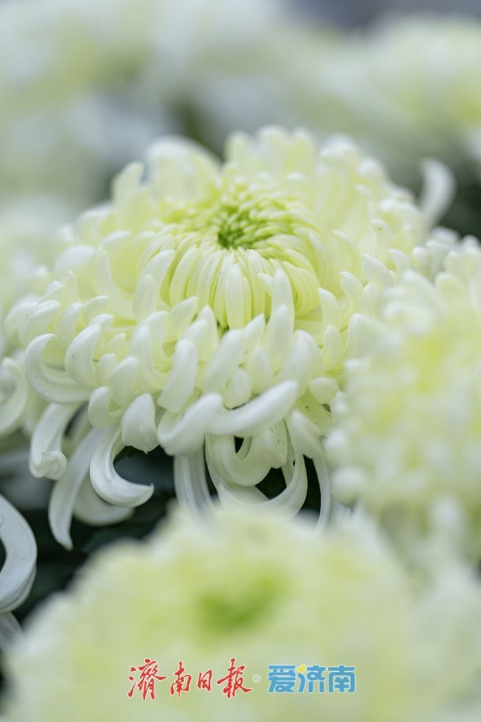 濟(jì)南趵突泉菊展:初冬時(shí)節(jié)菊花爭(zhēng)艷 滿園錦繡引客來