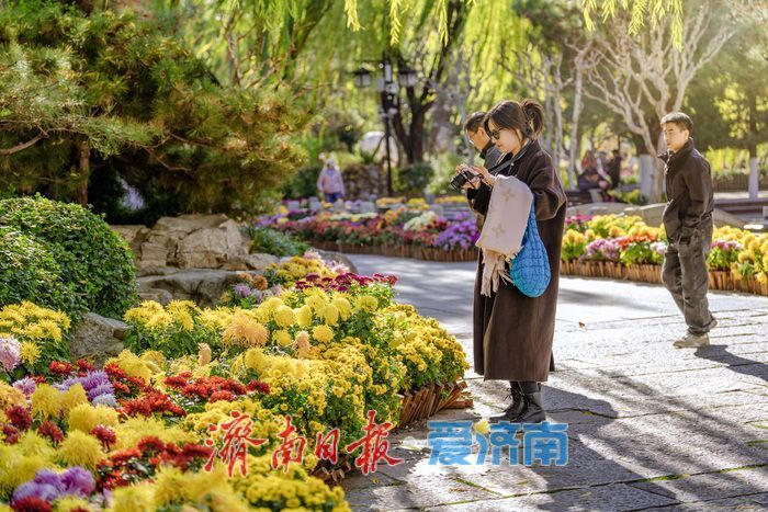 濟(jì)南趵突泉菊展:初冬時(shí)節(jié)菊花爭(zhēng)艷 滿園錦繡引客來