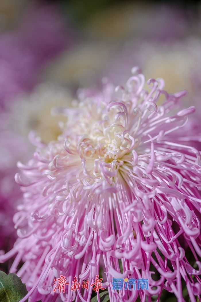 濟(jì)南趵突泉菊展:初冬時(shí)節(jié)菊花爭(zhēng)艷 滿園錦繡引客來