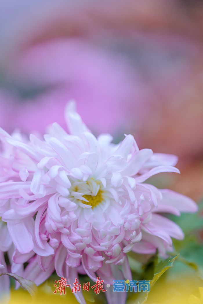 濟(jì)南趵突泉菊展:初冬時(shí)節(jié)菊花爭(zhēng)艷 滿園錦繡引客來