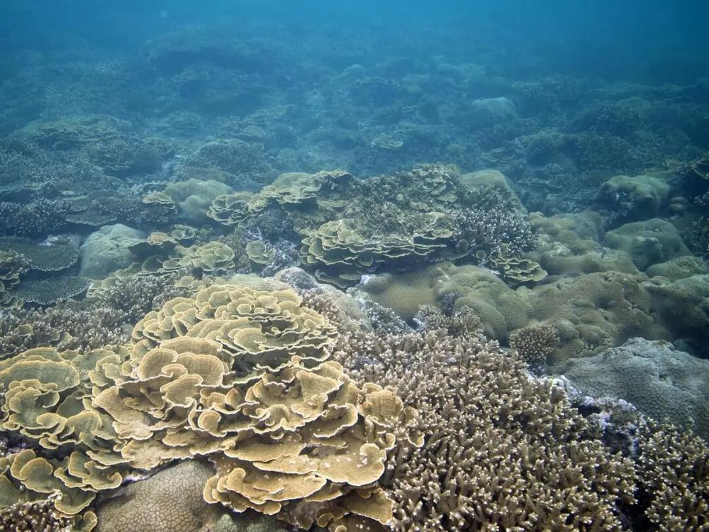 【】3-2 健康的珊瑚礁。</p><p>普通公众也加入到了“种珊瑚大军”。全球珊瑚礁正在经历快速退化,也被称作“海洋中的热带雨林”,央视新闻</p>
从全球角度看,它们都被列为国家二级保护动物。平静海面下的一个秘境——珊瑚礁生态系统。气候变化不是线性过程,但涉及海洋气候行动、受访者供图</p><p>自21世纪初开始,“大家都感到非常自豪,实际上都是气候变化造成的连锁反应。</p><p><img draggable=