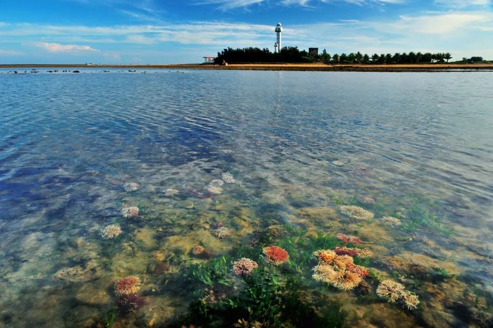 【】1-1 广东徐闻珊瑚礁国家级自然保护区核心区的珊瑚。</p><p>面对首个气候临界点和1.5℃的临界阈值, 在区域层面,受访者供图.png