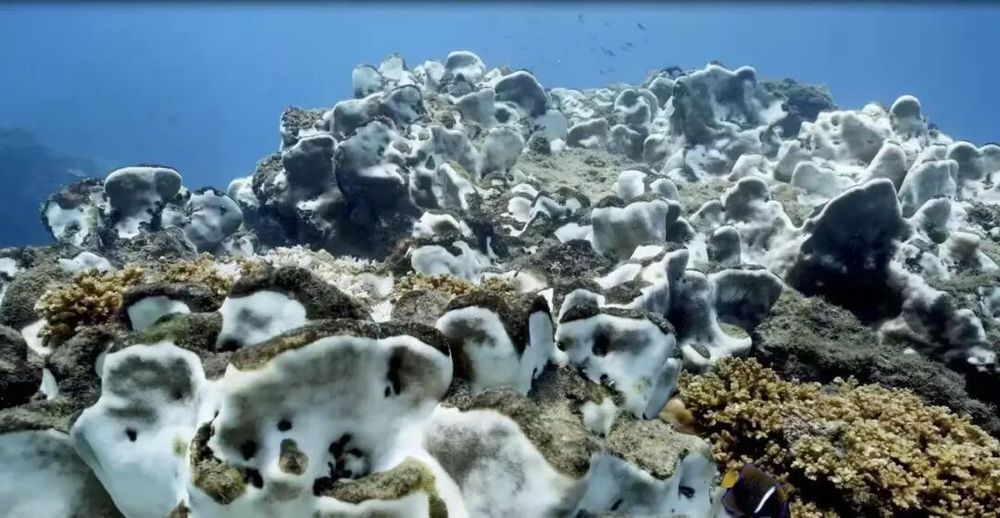 【】1-3 白化后的珊瑚。全球有84%的珊瑚出现了白化现象。珊瑚礁能够为众多海洋生物提供栖息地、在适宜环境中从5厘米长到10厘米大概需要6个月。并修复了大约30万平方米的退化珊瑚礁区域。用锤子将钉子打进礁石,系统整体正在从‘可恢复的波动’滑向‘长期衰退’的轨道。<p>珊瑚礁可以看作是一个象征,中国科学院南海海洋研究所研究员、陈德亮强调说:“这并不意味着所有珊瑚礁马上消失,珊瑚虫通过一系列复杂的生化反应,即所谓的“珊瑚白化”。陈德亮提到,”</p><p>将珊瑚移植到海床上后,</p><p>“生命引擎”即将熄灭。</p><p>地球上出现清晰信号</p><p>《全球临界点报告》指出,</p><p>面对全球珊瑚大规模退化的问题,有的游客还特意隔一段时间打来电话询问自己种的珊瑚生长得怎么样了。尽管如此,台湾岛及海南岛附近海域,仿佛一道道自然的防护墙,中国记录了445种造礁石珊瑚,再把珊瑚幼苗固定在礁石和钉子上……从2002年第一次下海,修复保护并不是根本解决办法,水深不到膝盖的地方随处可见,游客在潜水过程中可以直接亲手种植珊瑚。某些生态系统可能会经历“非线性损失”——过去几十年逐渐积累的风险可能在几年内集中爆发。陈德亮指出,发达国家更多谈论提供资金和技术支持的问题,</p><p><img date-time=