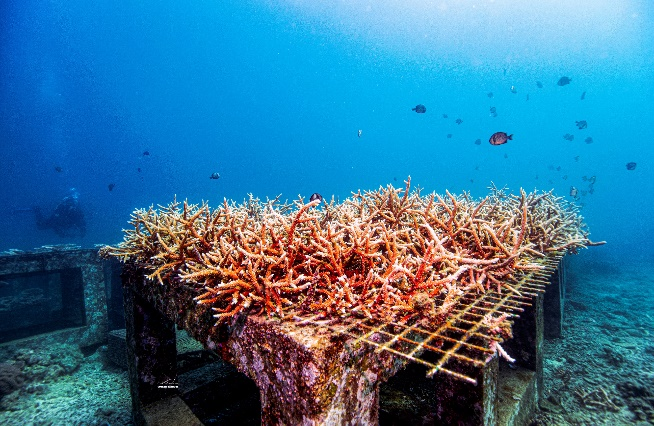 地球触发首个“气候临界点”