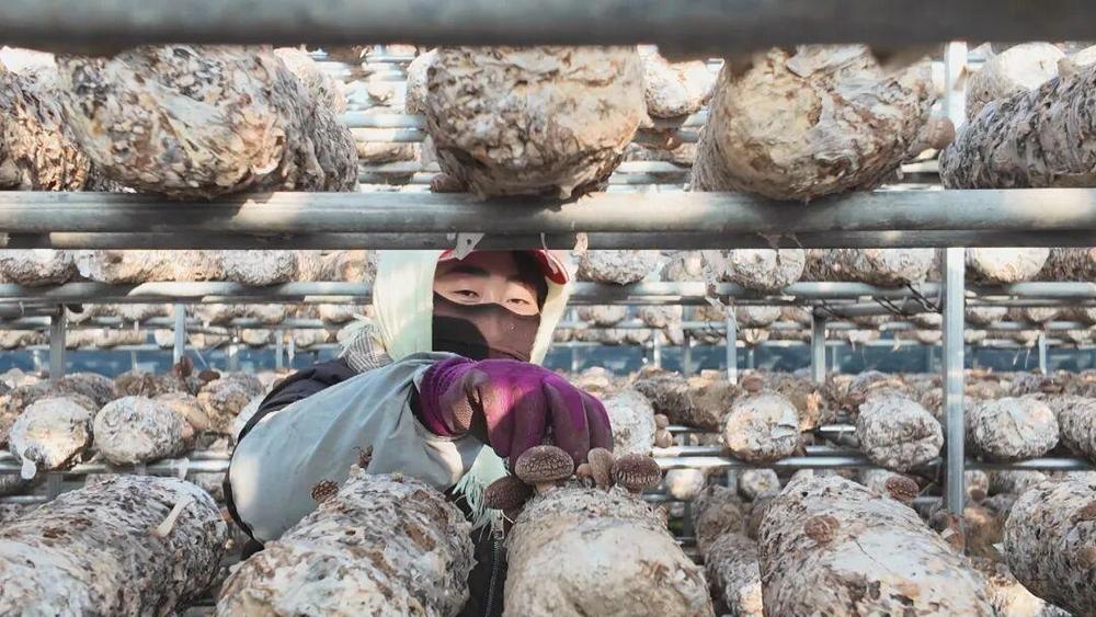 宁夏8个农产品入选全国名特优新名录