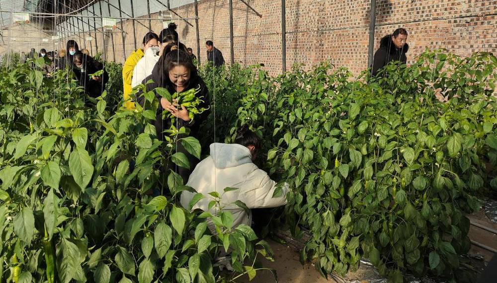 “辽椒”新品种亮相凌源