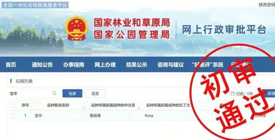 用二舅“宝华”命名的月季初审通过!(图1)