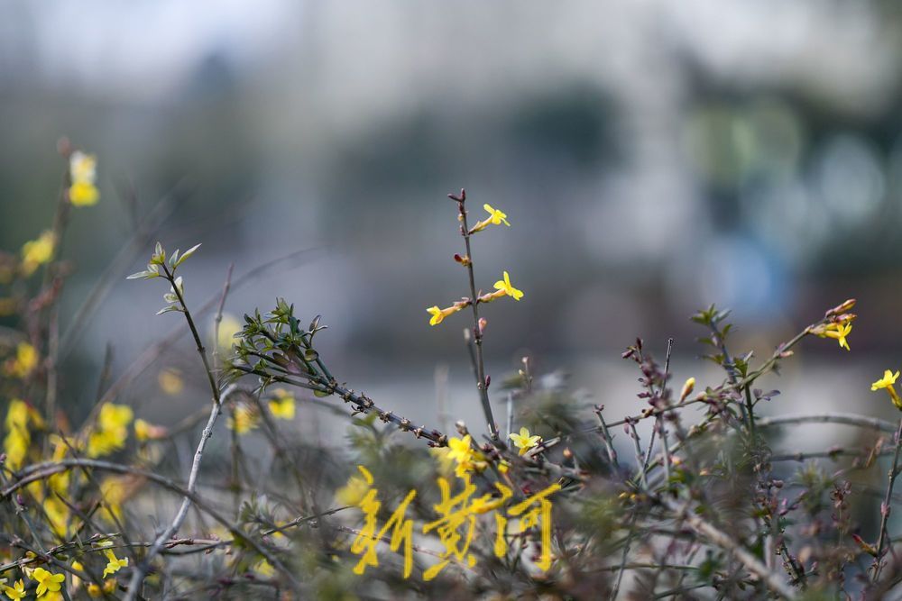 һ���ļ� Ȫ�ڼ���حȪ�Ƕ���ů�紺 ���Ǻ���ӭ����������������