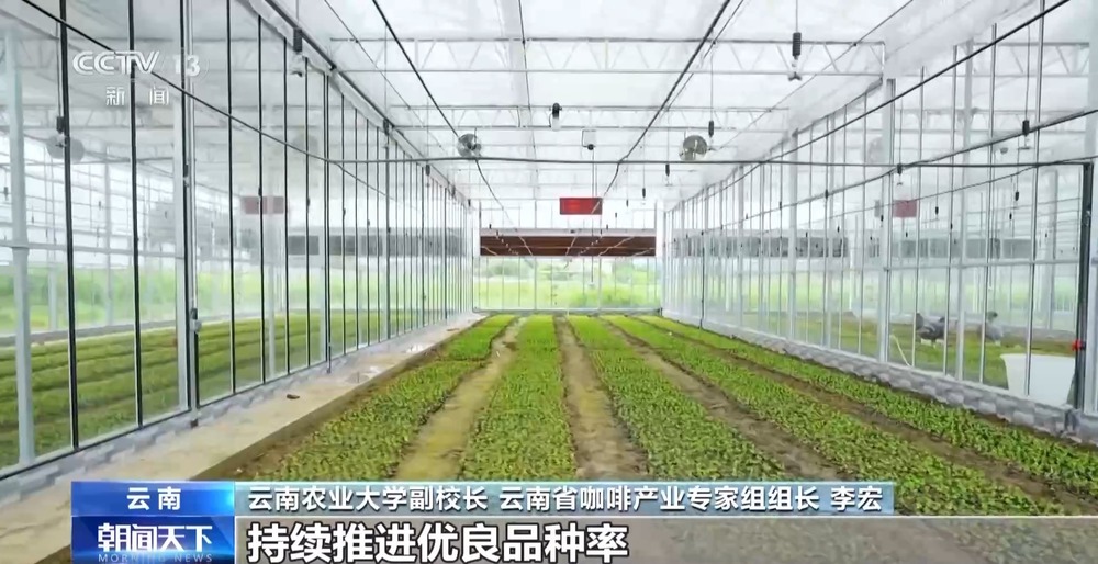 CQ9电子平台一线见闻丨走出大山 云南咖啡何以从“红果”走向“红火”?(图5) CQ9电子平台一线见闻丨走出大山 云南咖啡何以从“红果”走向“红火”?(图5)