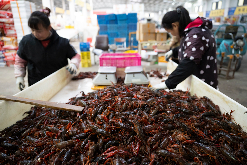 “鱼米之乡”万象新(图6)