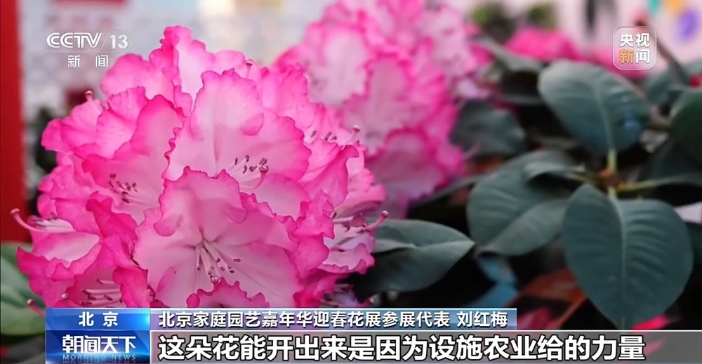 国产花卉怎样“出新”又“出彩”?(图3)