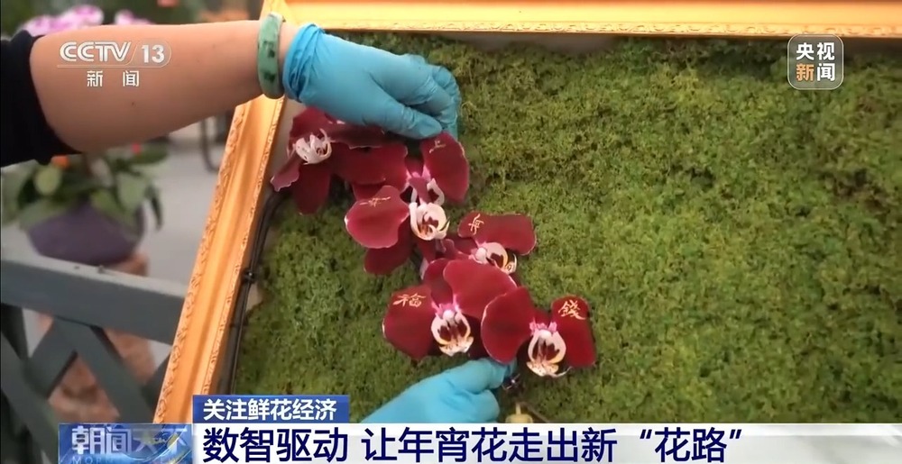 国产花卉怎样“出新”又“出彩”?(图12)