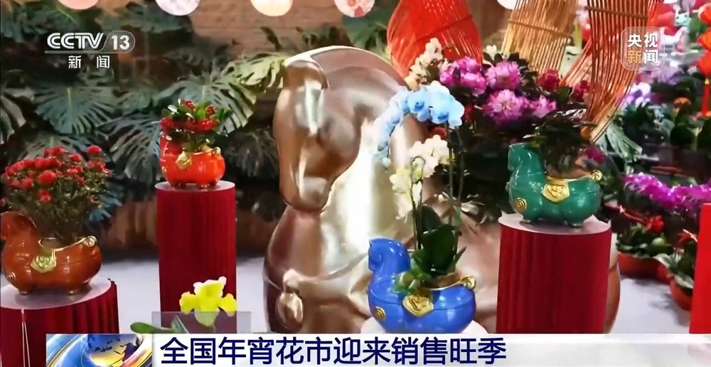 国产花卉怎样“出新”又“出彩”?(图1)