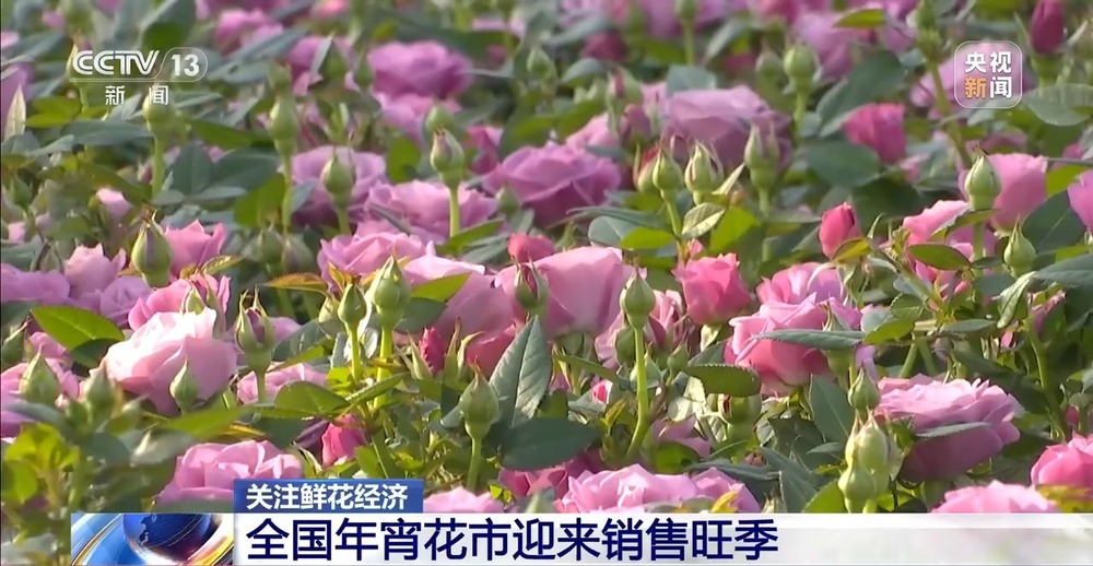国产花卉怎样“出新”又“出彩”?(图5)
