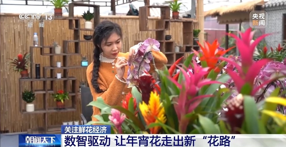 国产花卉怎样“出新”又“出彩”?(图13)