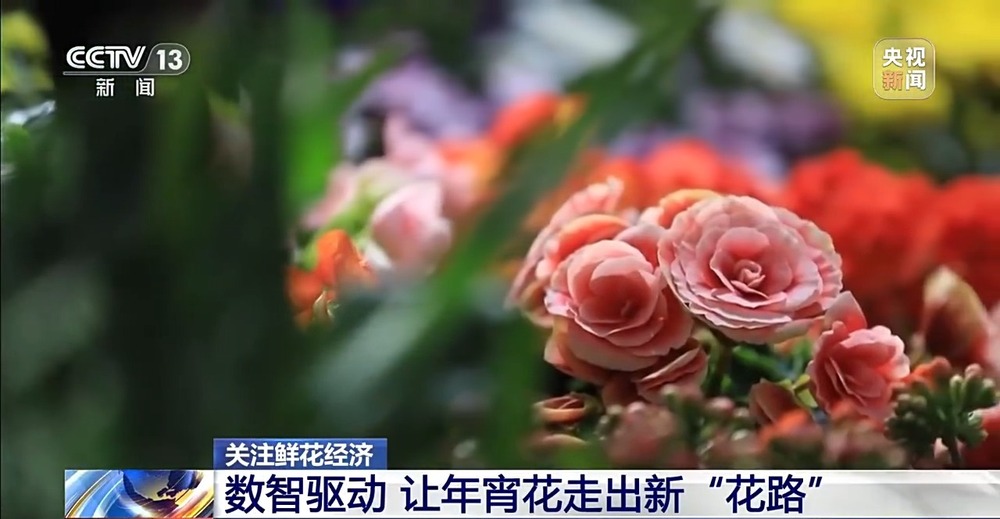 国产花卉怎样“出新”又“出彩”?(图11)