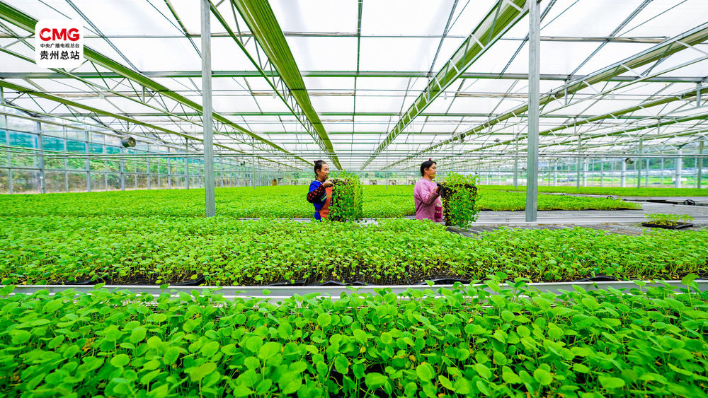 黔·行｜强化比较优势贵州多路径推动经济新增长(图10)