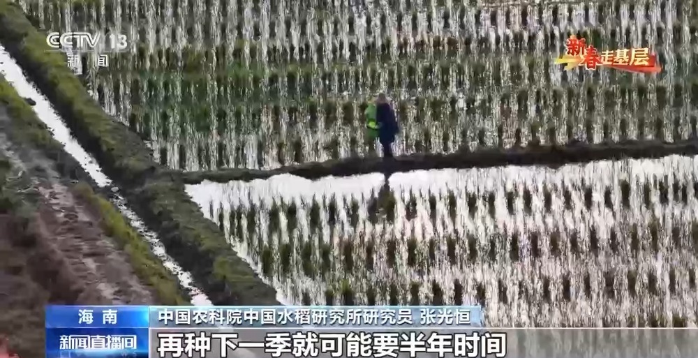 新春走基层丨水稻育种遇上AI老专家与工程师联手“抢花期”(图7)