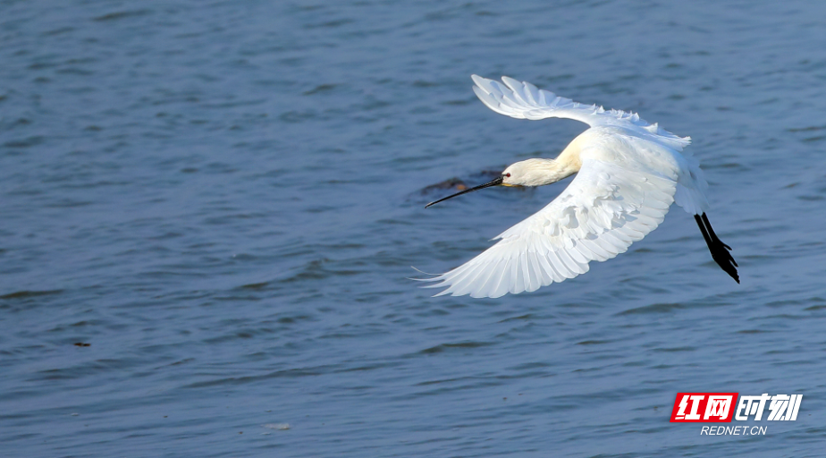 ������ ���Ҷ������� - ����(1).jpg