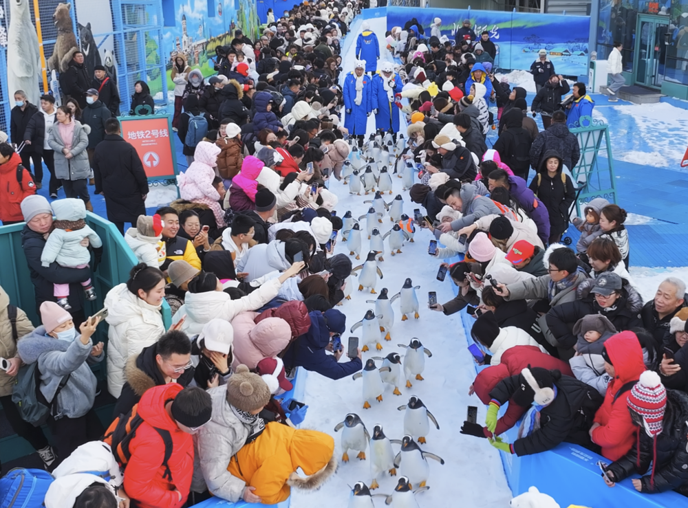 IP破圈:龙江冰雪符号的爆款逻辑(图4)