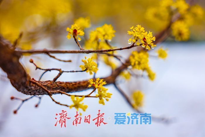 春日信使入雪中畫境