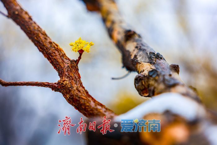 春日信使入雪中畫境