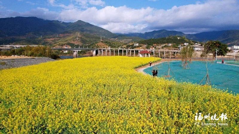 樱花李花油菜花开成海 闽清春日繁花醉游人 樱花李花油菜花开成海 闽清春日繁花醉游人