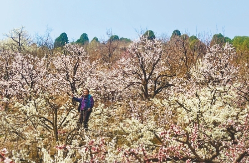 ���ϣ�ӣ����ѩǧ���� ����÷��һ�Ǵ�