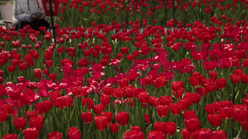 “景”上添花 “体验经济”释放消费新动能(图1)