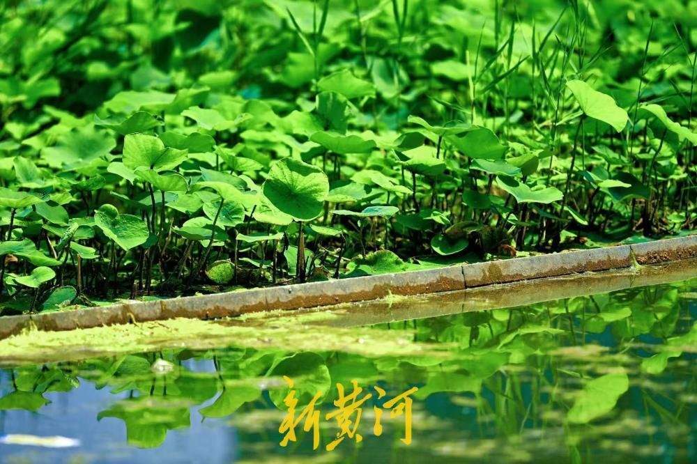 都市楼宇藏清荷,济南初夏入画来