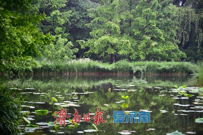 雨后济南森林公园美如画:雏菊带露,市民乐享清新