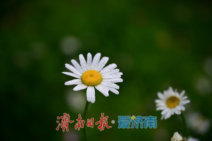 雨后济南森林公园美如画:雏菊带露,市民乐享清新