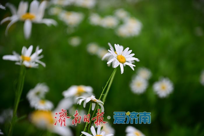 雨后济南森林公园美如画:雏菊带露,市民乐享清新