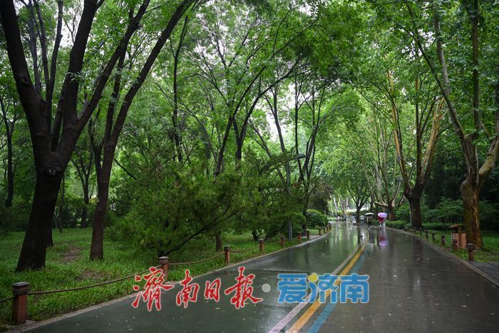 雨后济南森林公园美如画:雏菊带露,市民乐享清新