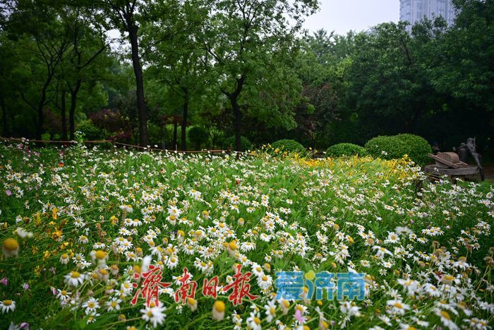 雨后济南森林公园美如画:雏菊带露,市民乐享清新