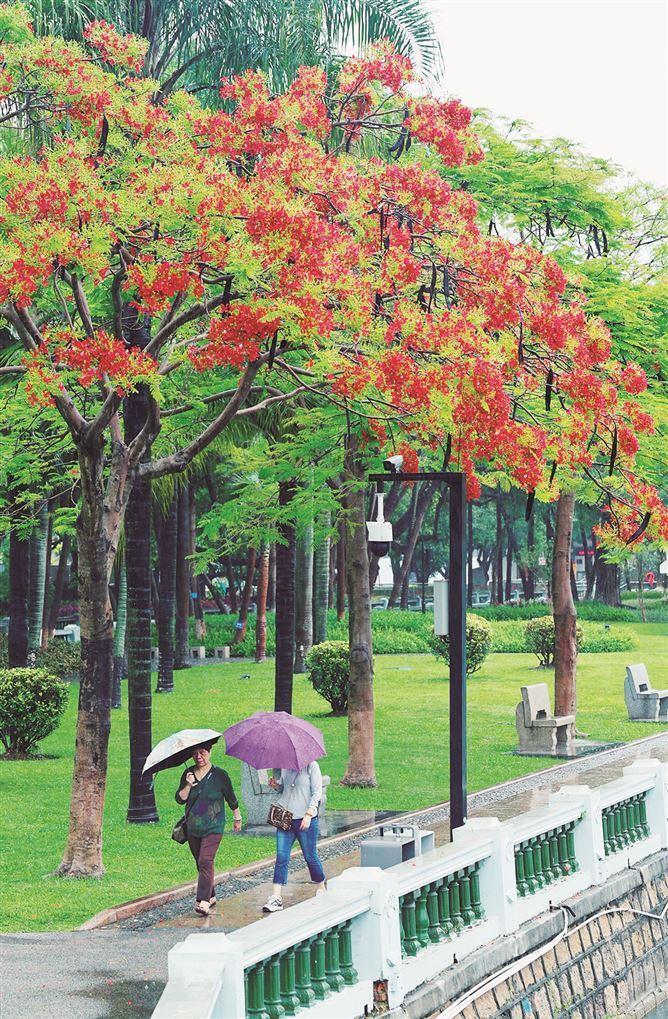 凤凰花盛开 橙红满鹭岛