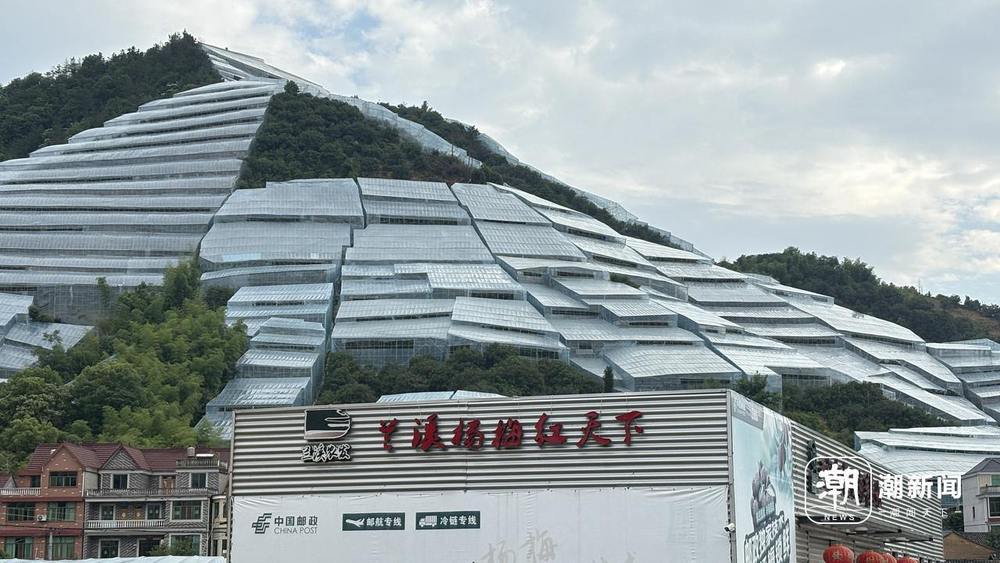 星空体育官方网站：从枝头到舌尖一颗浙江杨梅的“健康轨迹”(图2)