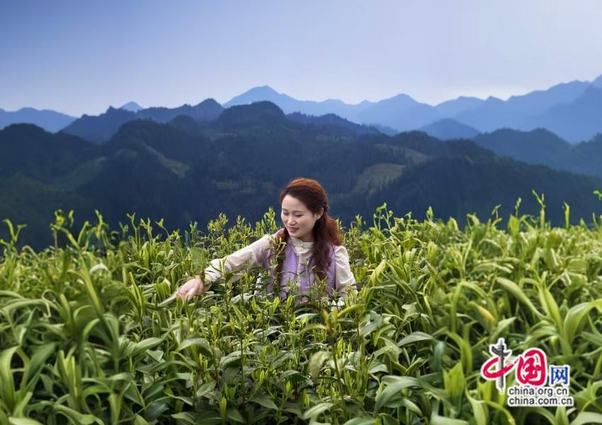张家界：土家姑娘深耕茶旅 文旅添彩山水间