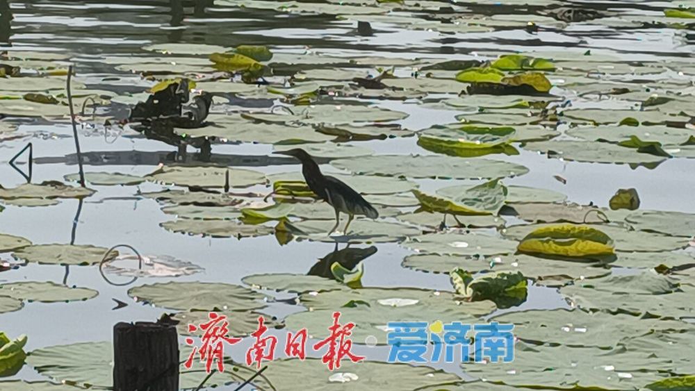 一静一动相映大明湖!苍鹭、池鹭同现绘生态画卷