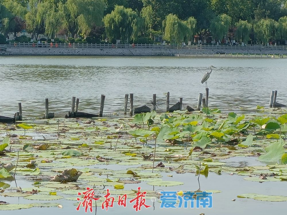 一静一动相映大明湖!苍鹭、池鹭同现绘生态画卷