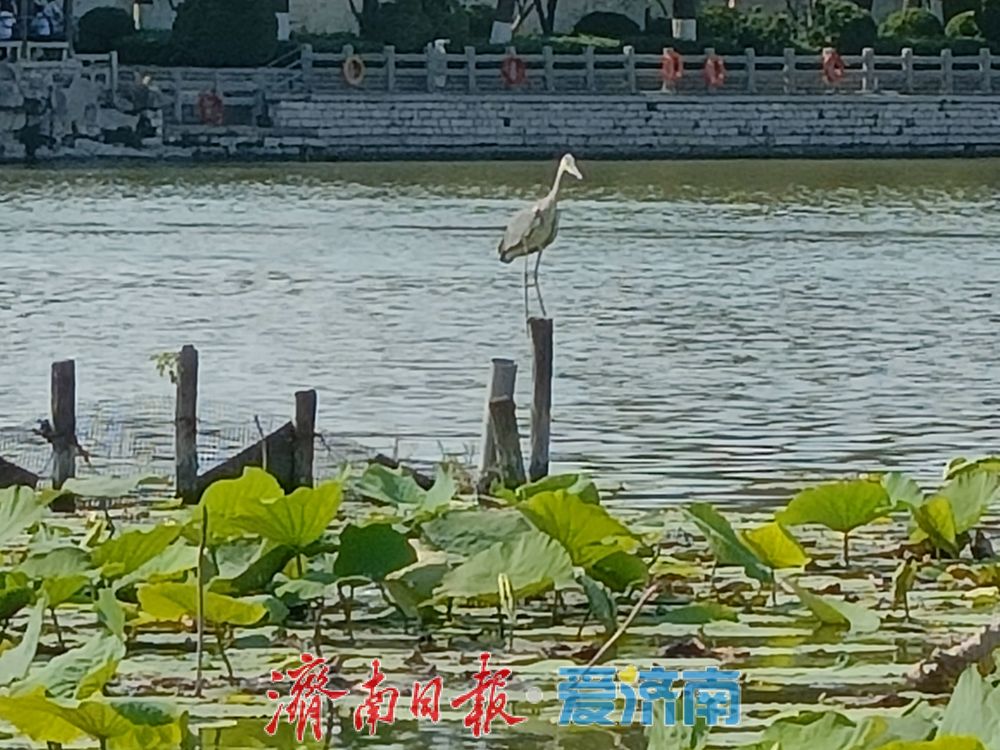 一静一动相映大明湖!苍鹭、池鹭同现绘生态画卷