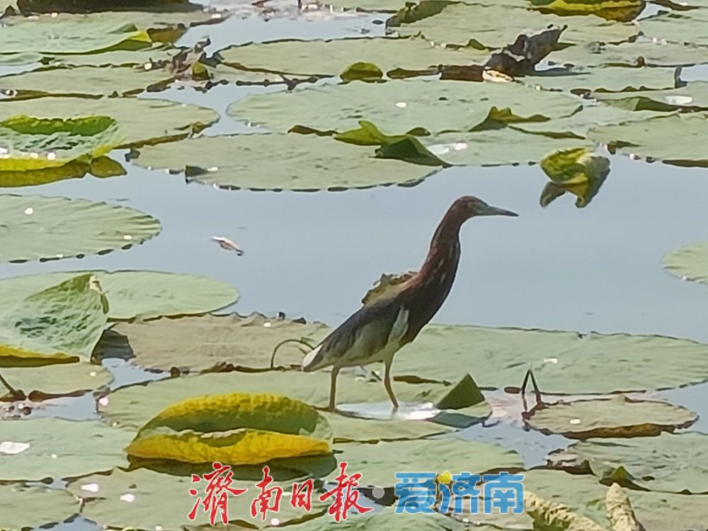 一静一动相映大明湖!苍鹭、池鹭同现绘生态画卷