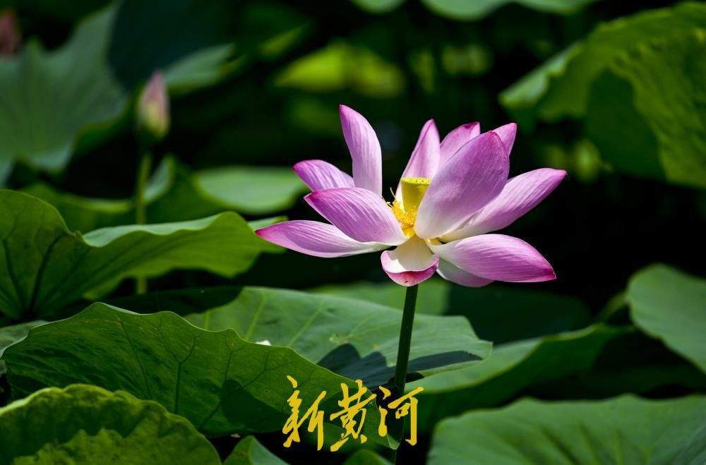 一年四季 泉在济南丨碧荷连天映日红 明湖荷花进入“高光时刻”