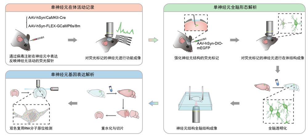 全球首次！我国科学家实现单神经元三模态完整解析(图2)