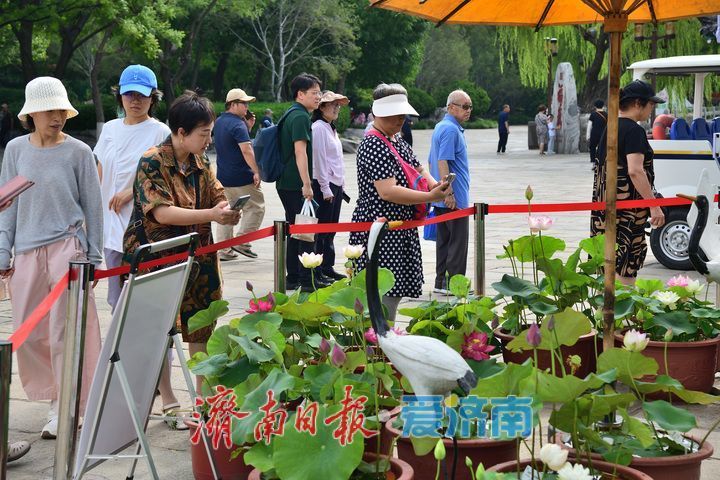 湖光悦色·荷映泉城!济南市第40届荷花艺术节7月3日灿烂启幕