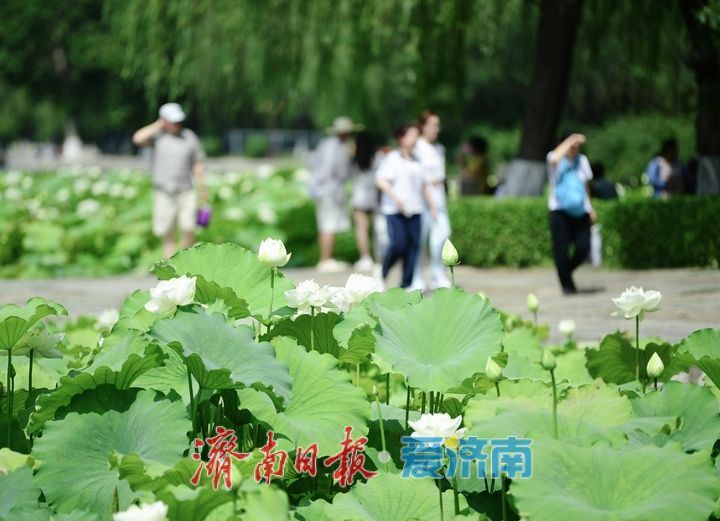 湖光悦色·荷映泉城!济南市第40届荷花艺术节7月3日灿烂启幕