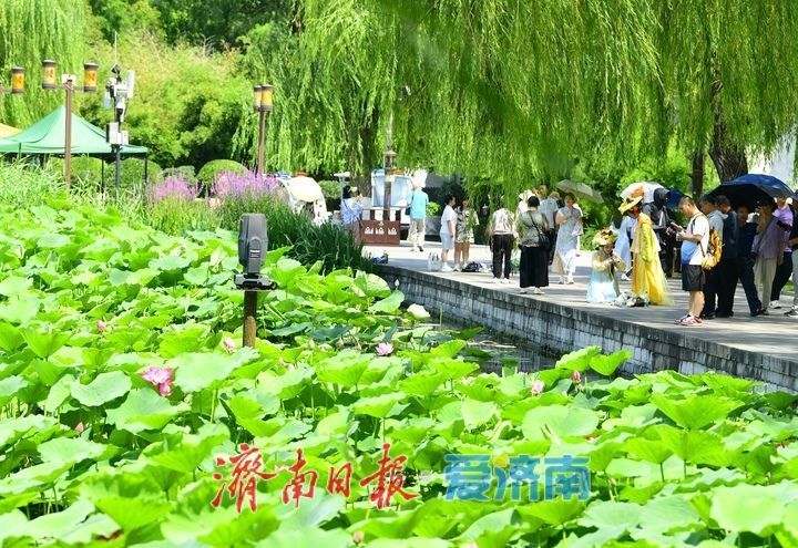 湖光悦色·荷映泉城!济南市第40届荷花艺术节7月3日灿烂启幕