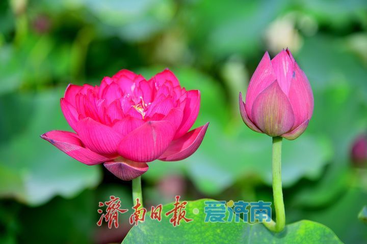 湖光悦色·荷映泉城!济南市第40届荷花艺术节7月3日灿烂启幕
