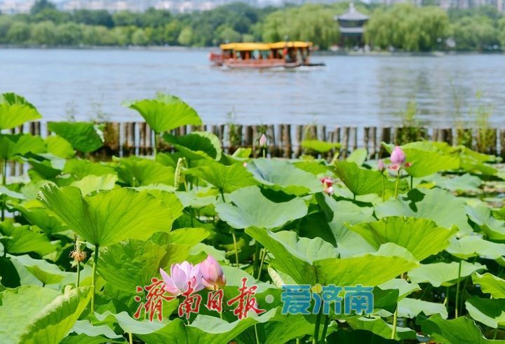 湖光悦色·荷映泉城!济南市第40届荷花艺术节7月3日灿烂启幕
