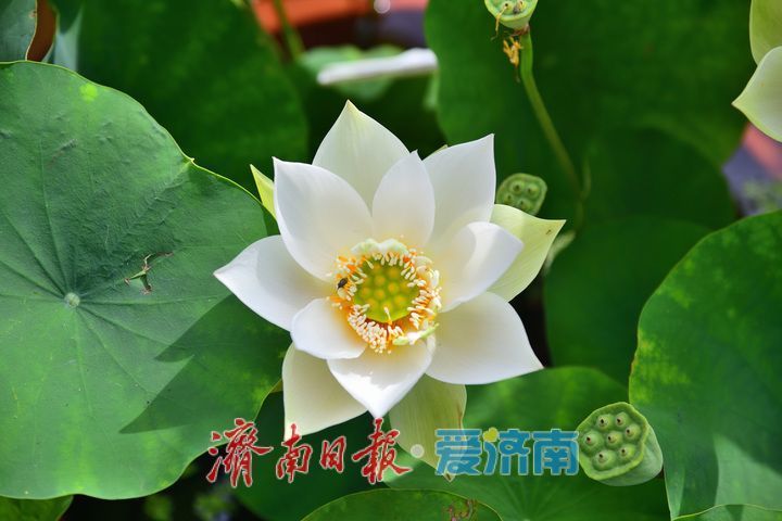 湖光悦色·荷映泉城!济南市第40届荷花艺术节7月3日灿烂启幕